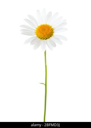 Fleur de Chamomile (Ox-Eye Daisy ) isolée sur fond blanc. Banque D'Images