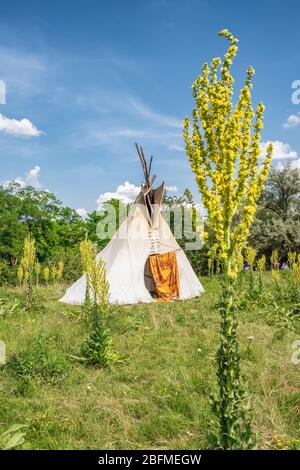 Tipi solitaire unique dans une forêt. Banque D'Images