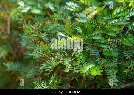 Feuilles de plantes fern de pois chiches du Suriname au soleil (ce arbuste est également connu sous le nom de plante de puff en poudre ou de fée) Banque D'Images