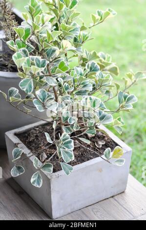 Ficus deltoIdea Jack f variegata, Mistletoe fig ou Mistletoe caoutchouc plante Banque D'Images