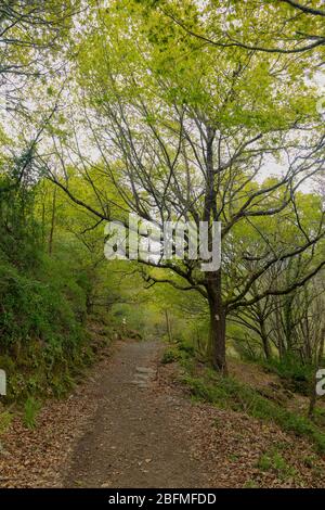 Accès et environnement à la cascade d'Augacida à Lugo, Galice, Espagne. Banque D'Images