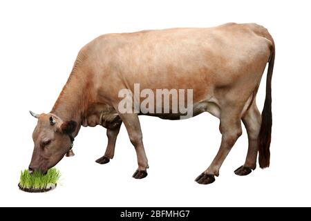 Cow isolated on white Banque D'Images