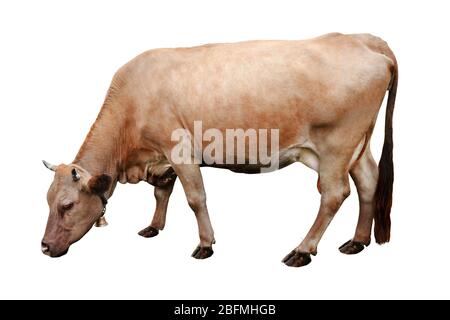 Cow isolated on white Banque D'Images