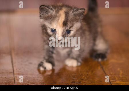 Portrait de cinq semaines de chaton. Petits chatons drôles mignons sur parquet Banque D'Images