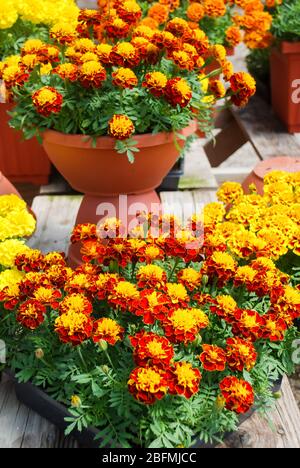 Tagetes patula marigold français en fleur, fleurs jaunes d'orange, feuilles vertes, pot plante et plateau noir Banque D'Images