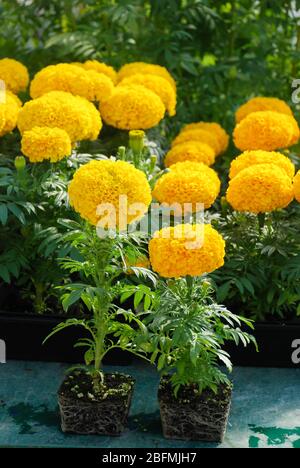 Marigolds couleur or (Tagetes erecta, marigold mexicain), marigold pot plante avec racines et plateau noir Banque D'Images