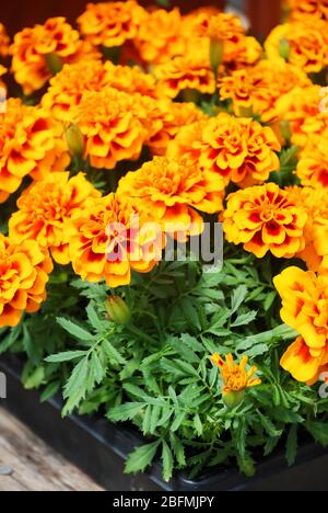 Tagetes patula marigold français en fleur, fleurs jaunes d'orange, feuilles vertes, pot plante et plateau noir Banque D'Images