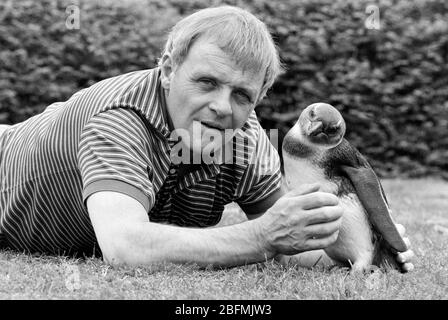 L'acteur Anthony Hopkins a rencontré un pingouin au zoo de Londres pour promouvoir un nouveau spectacle de télévision sur la faune en 1989. Banque D'Images