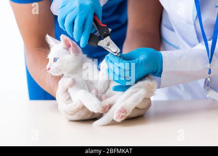 Les deux jeunes médecins vétérinaire examiner chat malade Banque D'Images