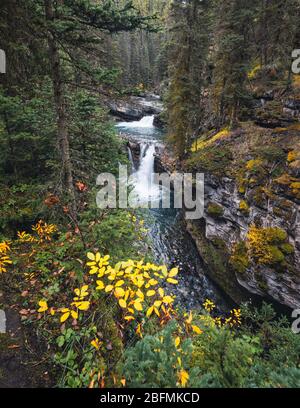 Les chutes supérieures du Canyon Johnston s'écoulent dans les forêts profondes du parc national Banff, Canada Banque D'Images