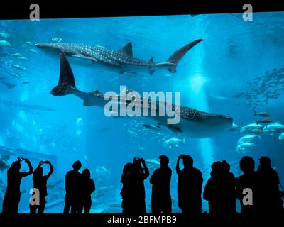 Okinawa, Japon - 19 mai : Parc de la vie en mer avec la plus grande fenêtre d'aquarium du monde le 19 mai. 2019. Banque D'Images