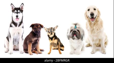 Chats et chiens mignons, isolés sur blanc Banque D'Images