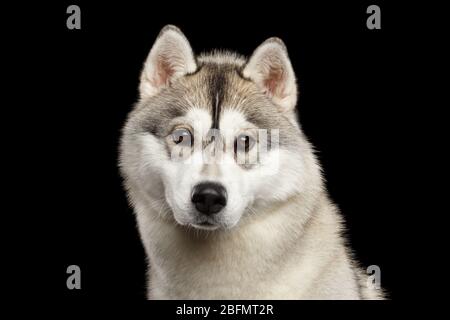 Portrait du jeune chien de Husky sibérien sur fond noir isolé Banque D'Images