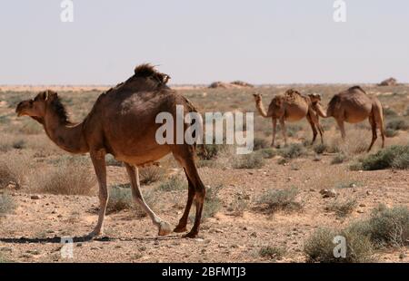 Chameaux dans le désert, caravane de chameaux, Sahara, Tunisie Banque D'Images