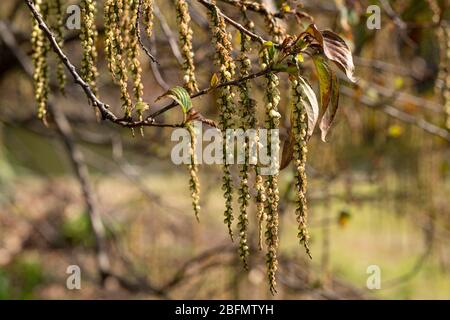 Fleurs sur un arbre pendent dans de minuscules cordes de bourgeons Banque D'Images