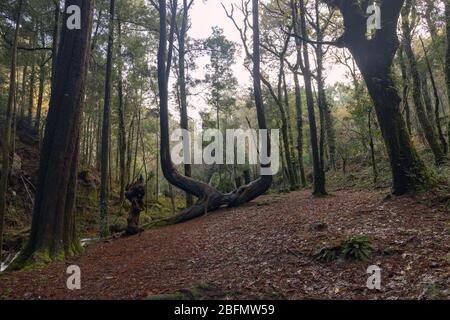 Chemin forestier parallèle à la rivière da Fraga, dans la ville de Moaña, Galice, Espagne. Banque D'Images