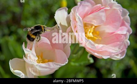 Édimbourg, Écosse, Royaume-Uni. 19 avril 2020. Sur la photo d'une petite abeille très fréquentée qui rassemble du pollen, bien que la race humaine soit contrainte par le coronavirus Lockdown le monde naturel continue à ignorer la crise, mais ils donnent de la joie à ceux qui sont témoins de leur présence dans nos jardins. Banque D'Images