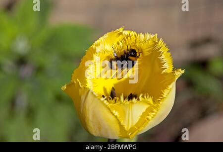 Édimbourg, Écosse, Royaume-Uni. 19 avril 2020. Sur la photo d'une petite abeille très fréquentée qui rassemble du pollen, bien que la race humaine soit contrainte par le coronavirus Lockdown le monde naturel continue à ignorer la crise, mais ils donnent de la joie à ceux qui sont témoins de leur présence dans nos jardins. Banque D'Images