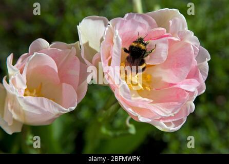 Édimbourg, Écosse, Royaume-Uni. 19 avril 2020. Sur la photo d'une petite abeille très fréquentée qui rassemble du pollen, bien que la race humaine soit contrainte par le coronavirus Lockdown le monde naturel continue à ignorer la crise, mais ils donnent de la joie à ceux qui sont témoins de leur présence dans nos jardins. Banque D'Images