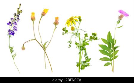 Ensemble de belles fleurs de prairie, isolées sur blanc Banque D'Images