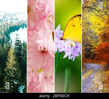 Les différentes saisons de l'année - quelques photos de la belle nature. Le concept de cycle de vie Banque D'Images