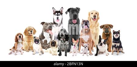 Groupe de chiens de race différents assis devant, isolés sur blanc Banque D'Images