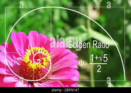 Illustration du ratio d'or dans la nature. Modèle de Fibonacci Banque D'Images