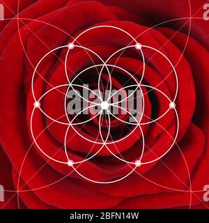 Illustration de la disposition en spirale dans la nature. Modèle de Fibonacci Banque D'Images