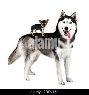 Chiot Chihuahua debout sur le dos de husky, isolé sur blanc Banque D'Images