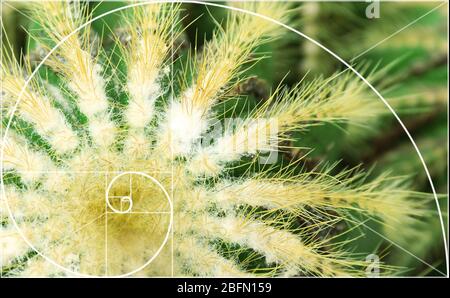 Illustration de la disposition en spirale dans la nature. Modèle de Fibonacci Banque D'Images