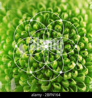 Illustration de la disposition en spirale dans la nature. Modèle de Fibonacci Banque D'Images