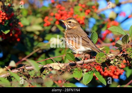 Une Redwing adulte (Turdus iliacus), une petite espèce de muguet et visiteur d'hiver au Royaume-Uni, se nourrissant dans une brousse de baies en Angleterre Banque D'Images