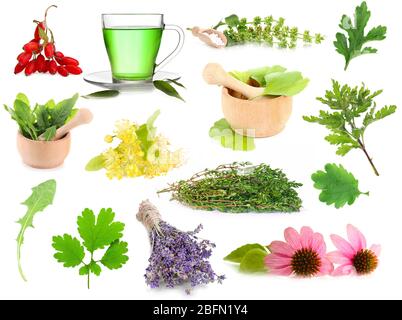 Collage d'herbes médicinales isolées sur blanc Banque D'Images