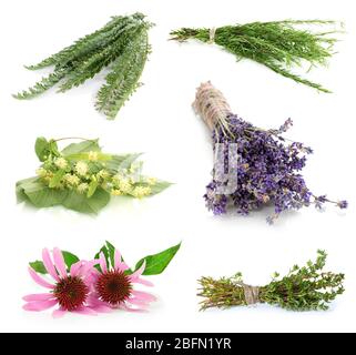 Collage d'herbes médicinales isolées sur blanc Banque D'Images