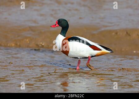 Un adulte mâle de Shelduck commun (Tadorna tadorna) dans l'élevage de plombier se nourrissant sur un estuaire à East Anglia, Royaume-Uni, fin hiver/début printemps Banque D'Images