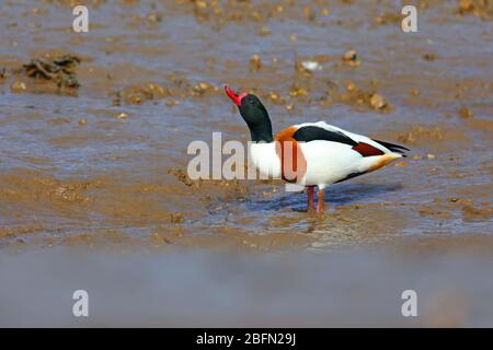 Un adulte mâle de Shelduck commun (Tadorna tadorna) dans l'élevage de plombier se nourrissant sur un estuaire à East Anglia, Royaume-Uni, fin hiver/début printemps Banque D'Images