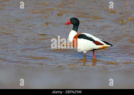 Un adulte mâle de Shelduck commun (Tadorna tadorna) dans l'élevage de plombier se nourrissant sur un estuaire à East Anglia, Royaume-Uni, fin hiver/début printemps Banque D'Images