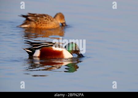 Une paire de canards de la Shoveller du Nord (spatule clypeata) dans le plumage de reproduction, se nourrissant sur un lagon côtier à Norfolk, au Royaume-Uni, en hiver Banque D'Images