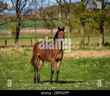 Cheval brun vigilant dans le champ de trèfle au soleil, East Lothian, Ecosse, Royaume-Uni Banque D'Images