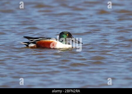 Un adulte drake (mâle) Northern Shoveller (spatule clypeata) dans la reproduction du plumage nager sur un lagon côtier à Norfolk, au Royaume-Uni Banque D'Images