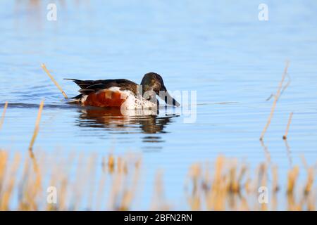 Un premier hiver drake Northern Shoveller (spatule clypeata) nageant sur un lagon côtier à Norfolk, au Royaume-Uni Banque D'Images