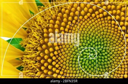 Illustration de la disposition en spirale dans la nature. Modèle de Fibonacci Banque D'Images