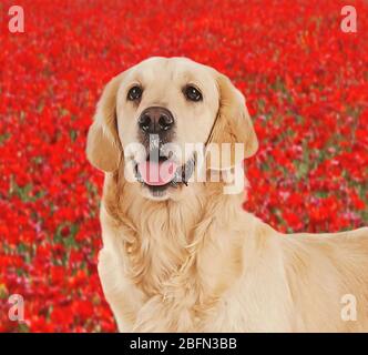 Portrait de chien sur le terrain avec fleurs Banque D'Images