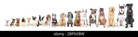 Dix-huit chiens assis à la rangée, de petite à grande, isolés sur blanc Banque D'Images