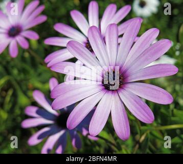 Les daisies violettes se rapprochés. Concept: Jardinage. Banque D'Images