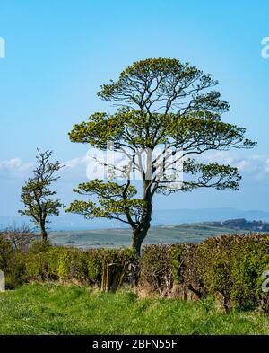 Arbre sycamore solitaire avec bourgeons frais et nouvelles feuilles au printemps surplombant le paysage rural, East Lothian, Scotland, UK Banque D'Images