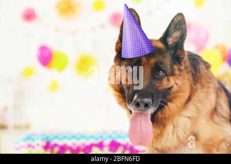 Drôle de joli chien célébrant sa fête d'anniversaire Banque D'Images