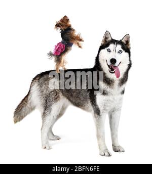 Yorkshire terrier debout sur le dos de husky, isolé sur blanc Banque D'Images