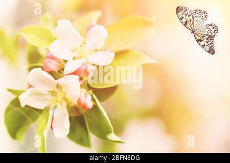 Beau papillon et fleurs, près. Concept de nature. Banque D'Images