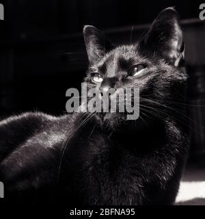 Un beau chat noir pose dans un sunbeam Banque D'Images